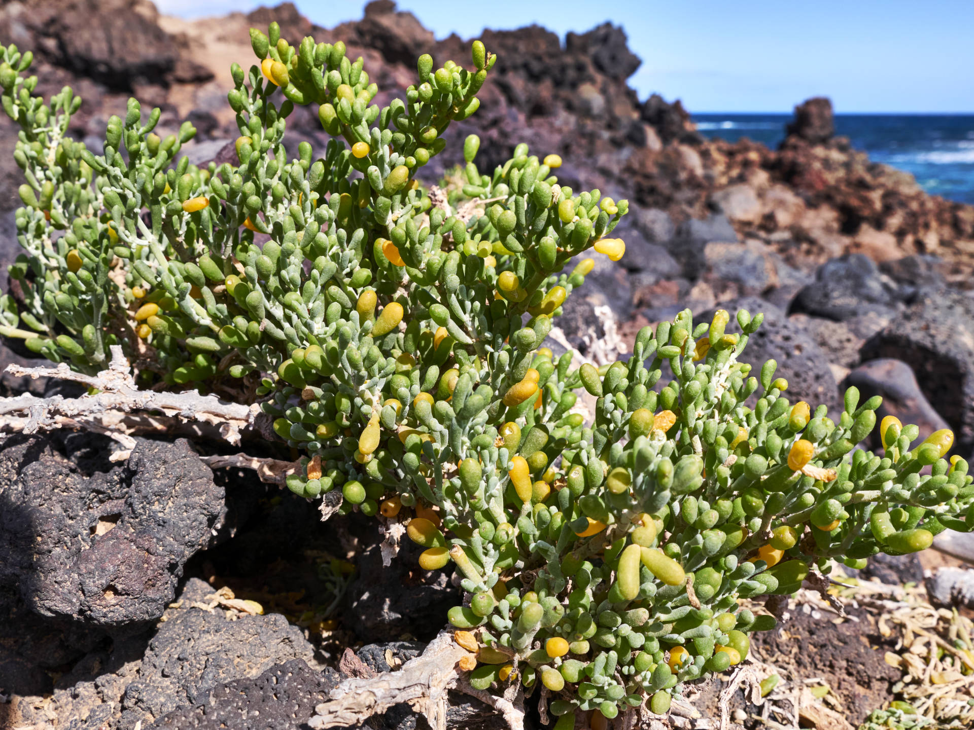 Küstenwanderung Fuerteventura – von der Ensenada de Toneles zu den Casas de Jacomar.