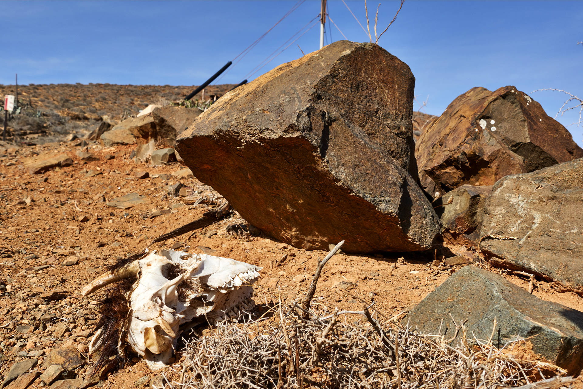 Ziegenbockschädel am Beginn des Camino Natural de Fuerteventura im Barranco de los Almácigos.