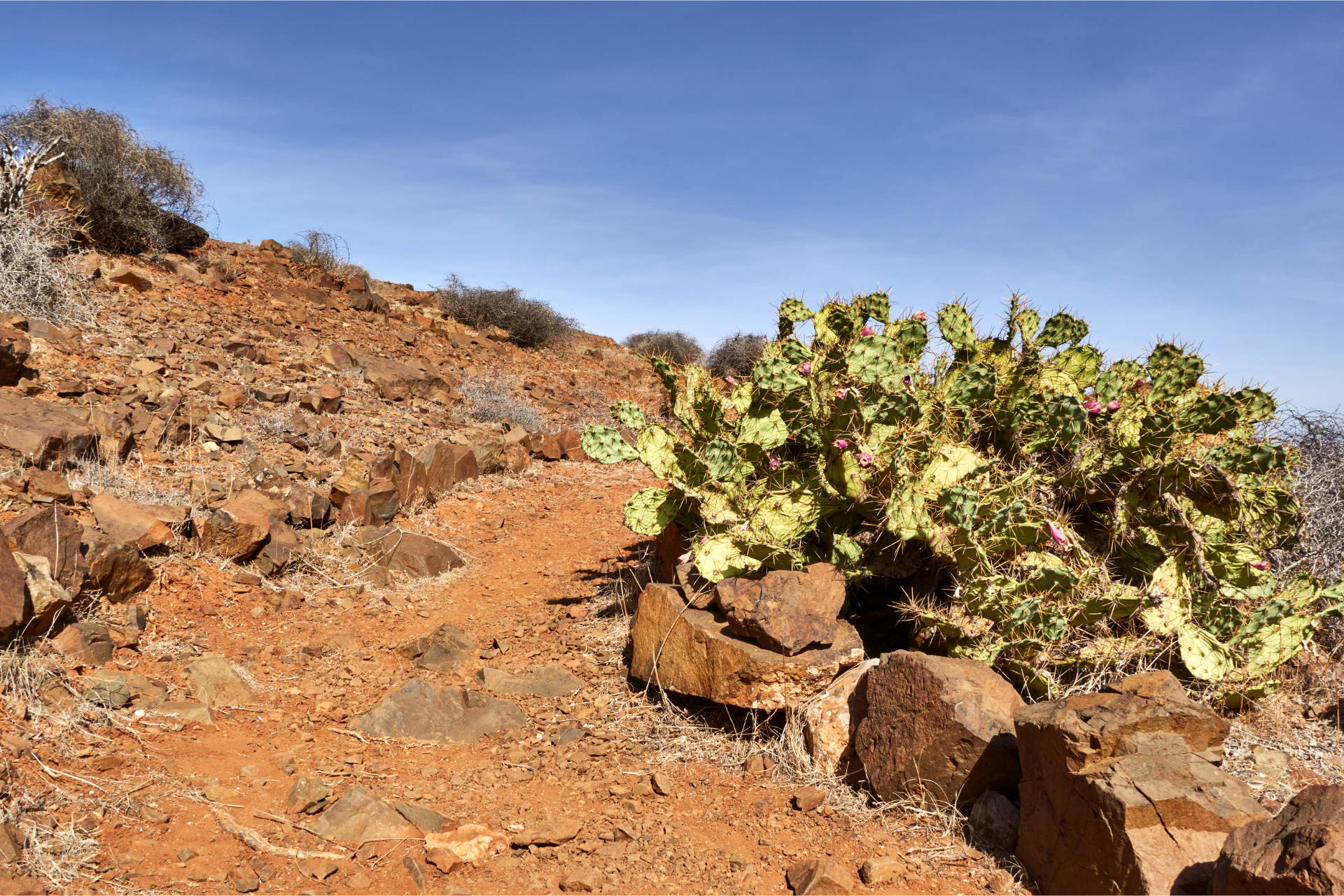 Hinauf  über den Cuesta de la Villa zum Morro Rincón del Atajo (569 m) vorbei an verwilderten Opuntien.