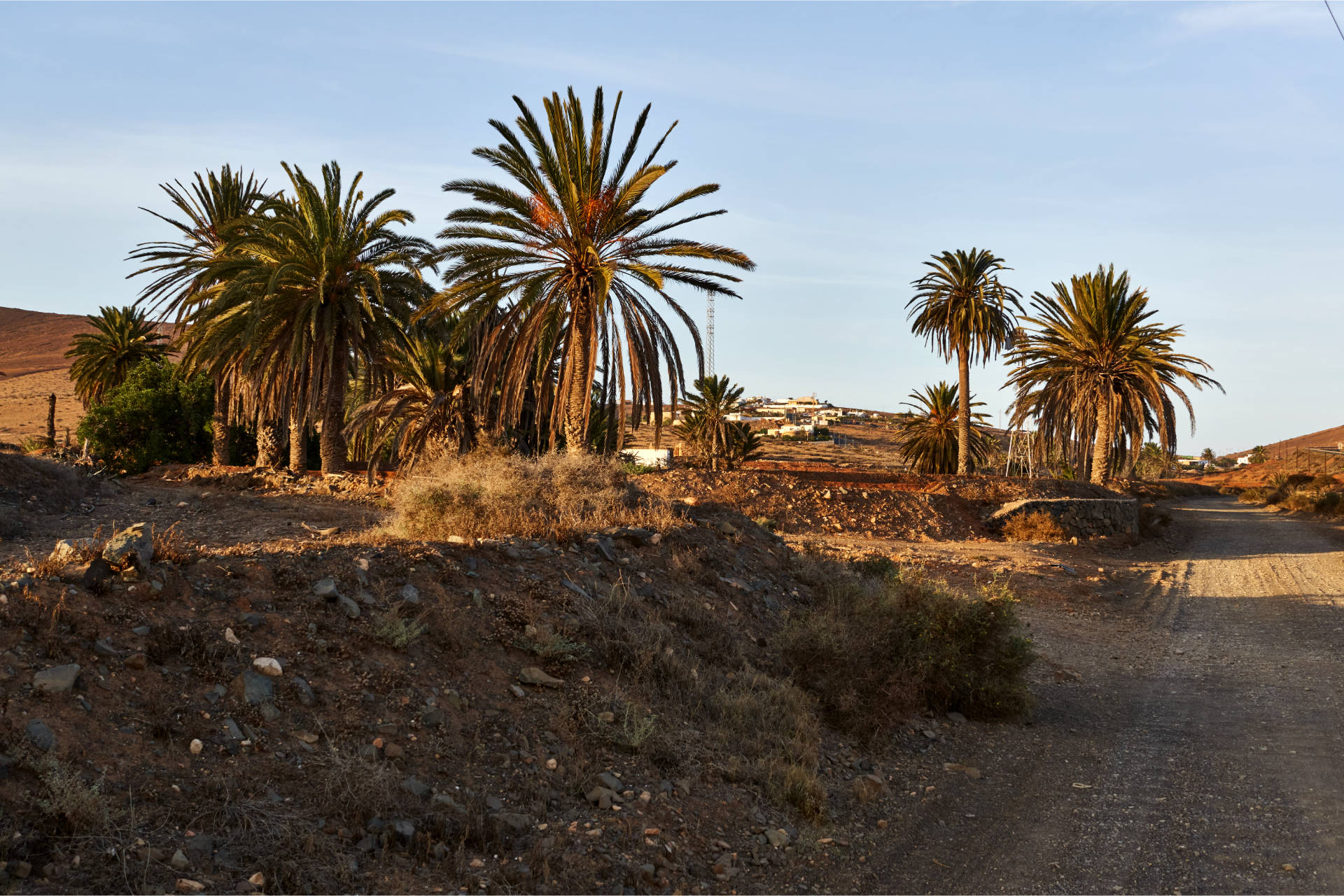 Durch den Mündungslauf des Barranco de los Almácigos, vorbei an Palmen, Wasserpumpen der Aermotor Windmill Company und ertragreichen Feldern im letzten Abendlicht.