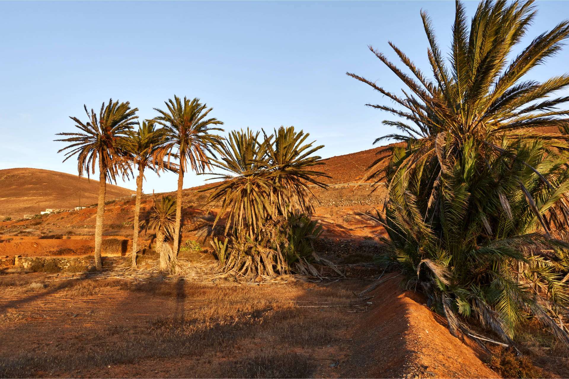 Durch den Mündungslauf des Barranco de los Almácigos, vorbei an Palmen, Wasserpumpen der Aermotor Windmill Company und ertragreichen Feldern im letzten Abendlicht.