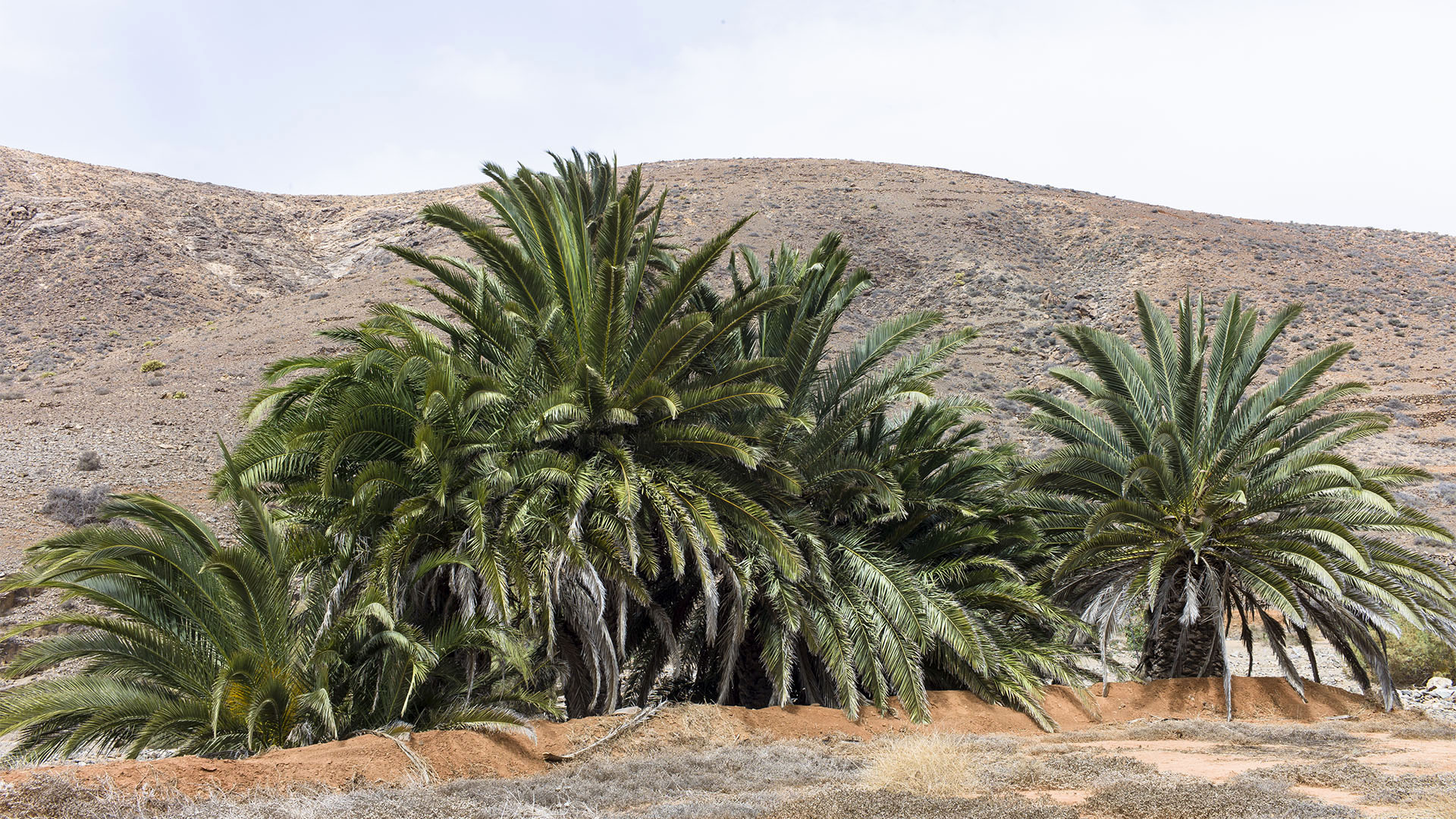 Wandern + Trekking auf Fuerteventura: Durchs Palmental von Vega Río Palmas nach Ajuy.