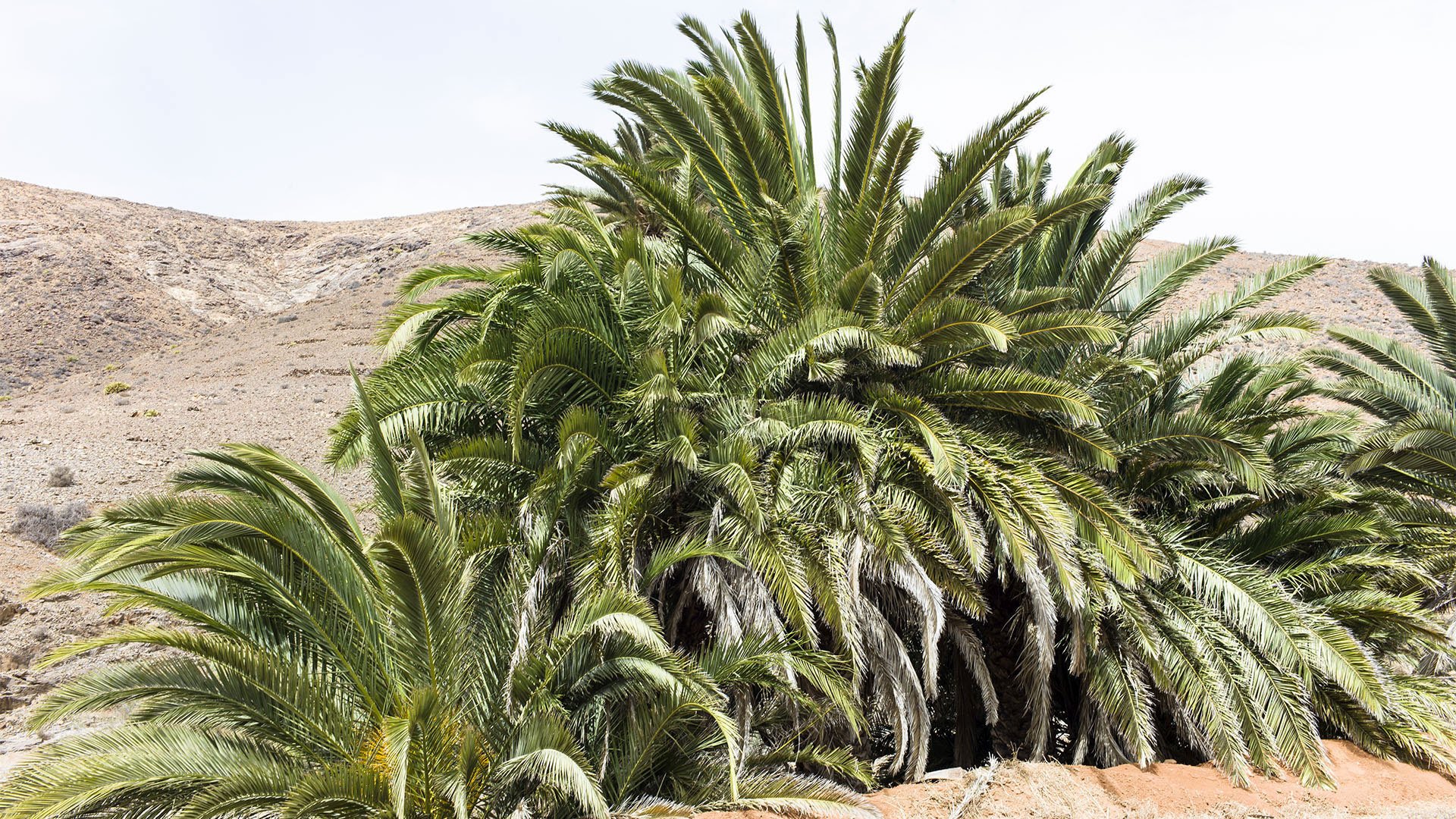 Wandern + Trekking auf Fuerteventura: Durchs Palmental von Vega Río Palmas nach Ajuy.