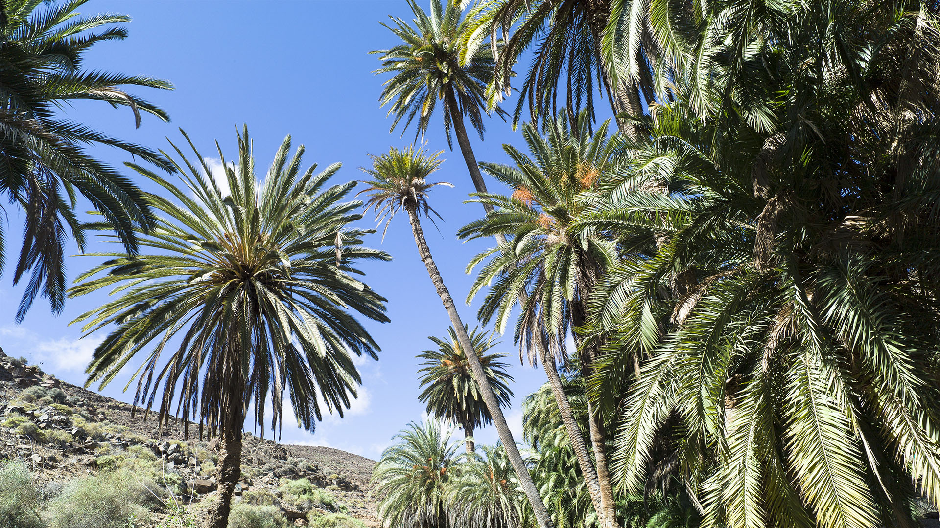 Wandern + Trekking auf Fuerteventura: Durchs Palmental von Vega Río Palmas nach Ajuy.