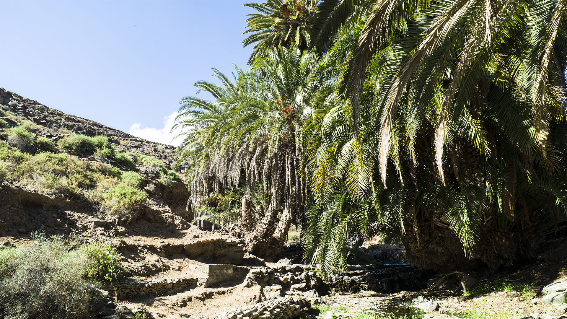 Wandern + Trekking auf Fuerteventura: Durchs Palmental von Vega Río Palmas nach Ajuy.