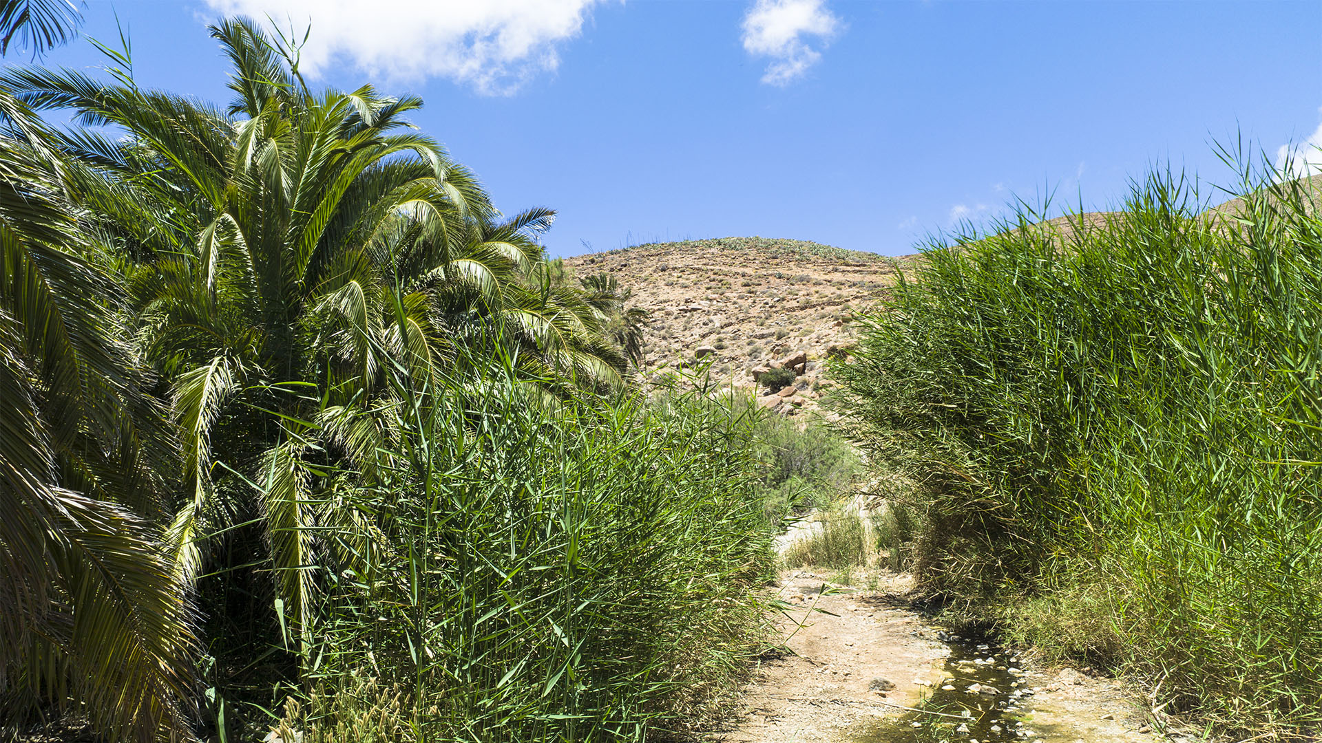 Wandern + Trekking auf Fuerteventura: Durchs Palmental von Vega Río Palmas nach Ajuy.