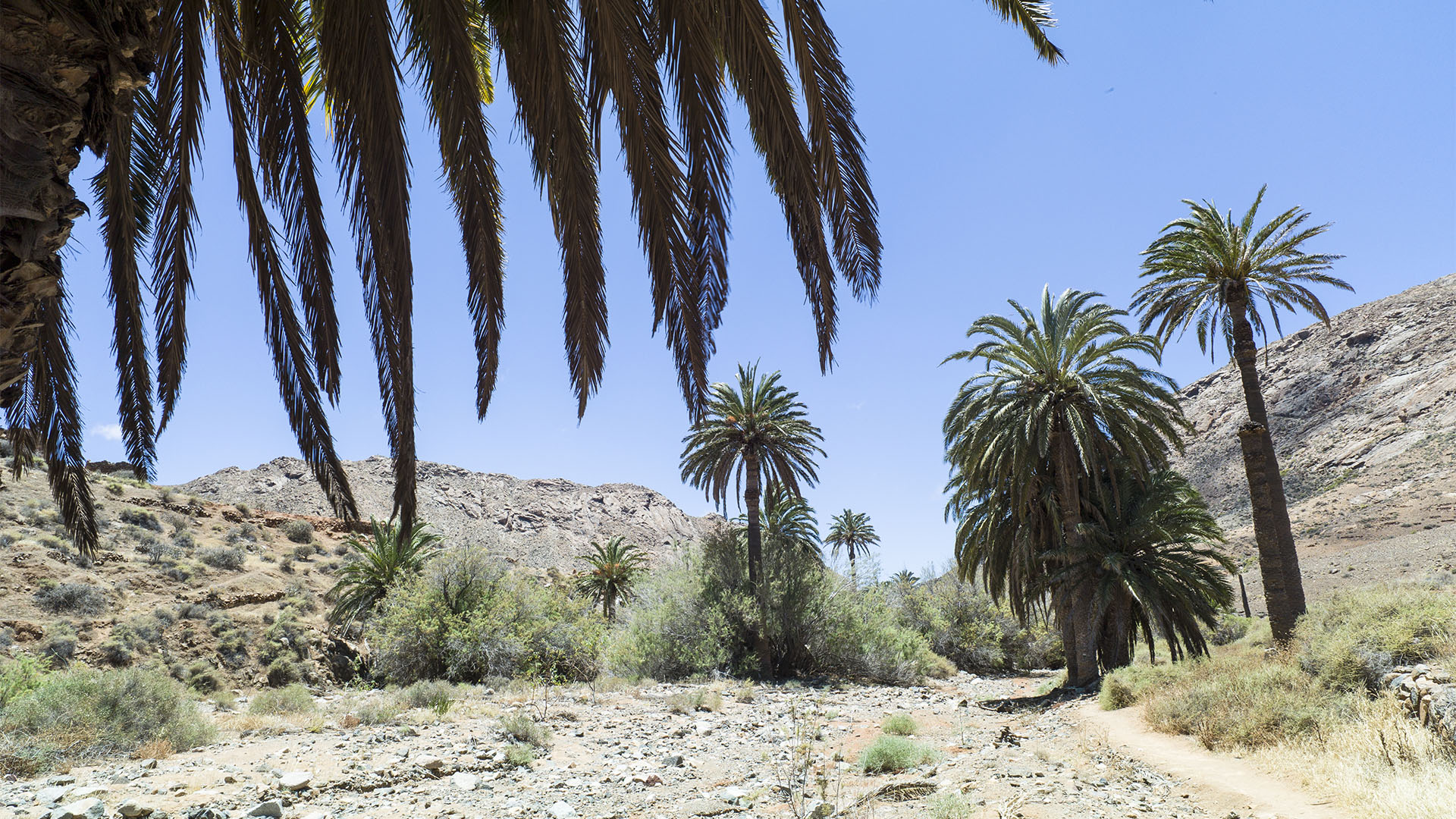 Wandern + Trekking auf Fuerteventura: Durchs Palmental von Vega Río Palmas nach Ajuy.