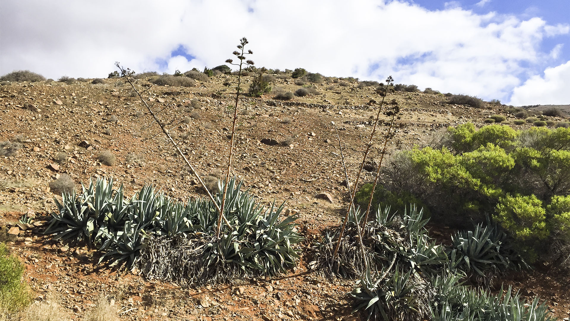 Wandern + Trekking auf Fuerteventura: Parra Medina einsam mit tollem Ausblick.