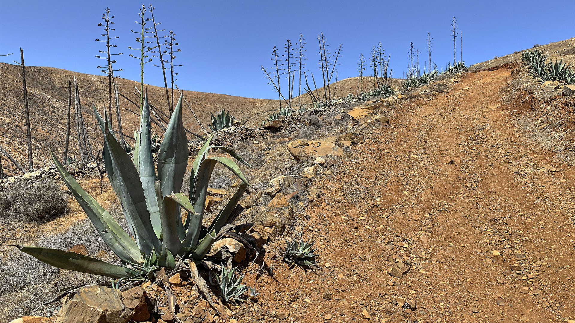 Wandern Fuerteventura: von Antigua über den Degollada de la Villa nach Betancuria.