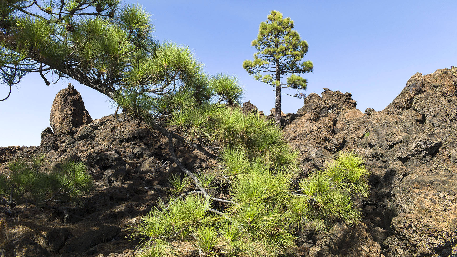 Die endemische kanarische Kiefer im Teide Nationalpark Teneriffa