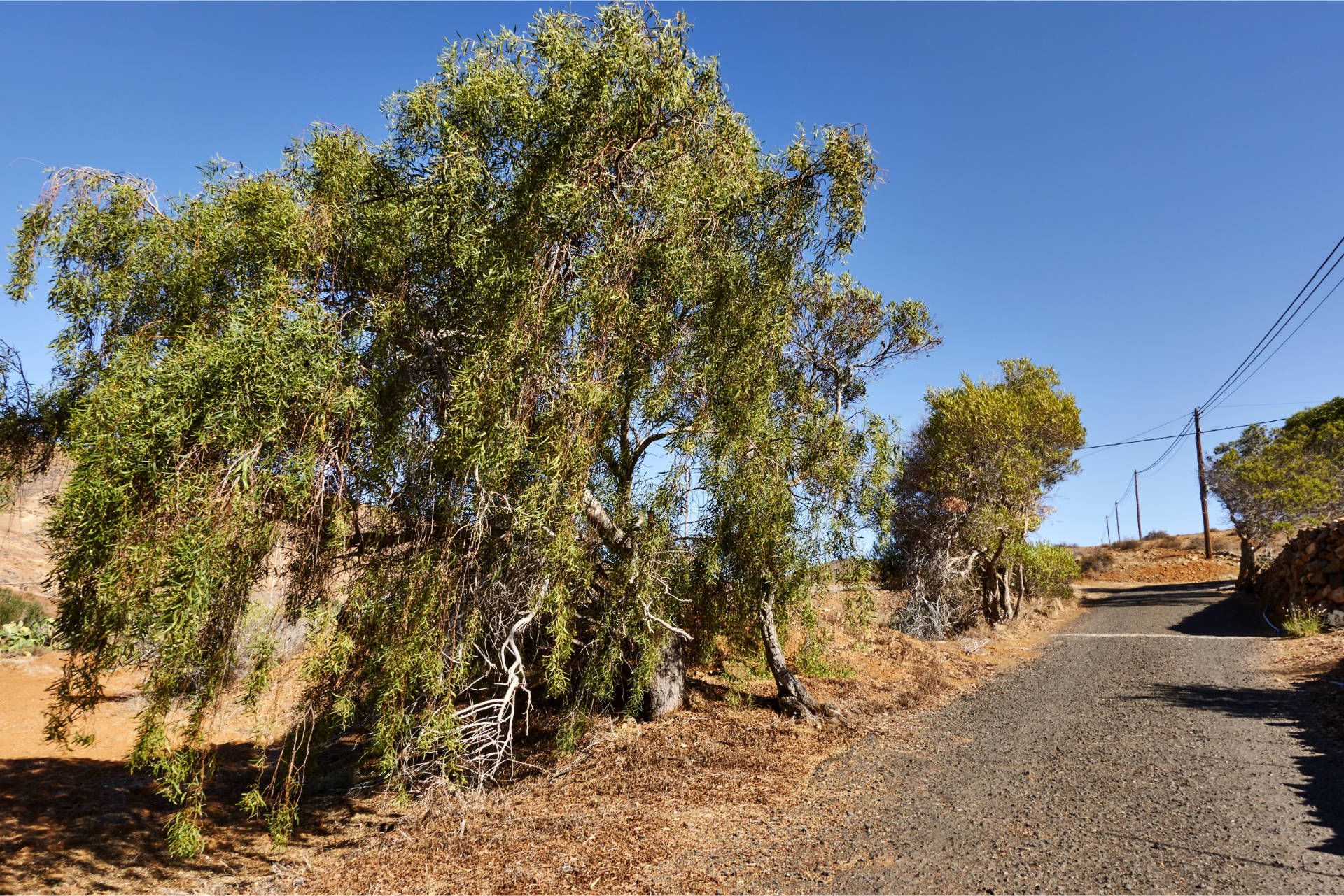 Vorbei an Ölbäumen hinauf zum Morro Rincón del Atajo (569 m).