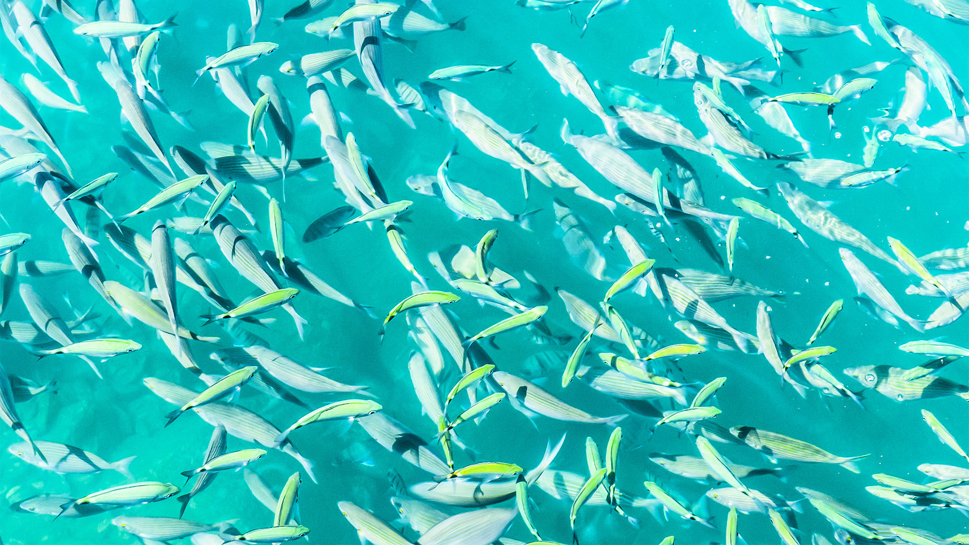 Fischen Hochseefischen Angeln auf Fuerteventura.