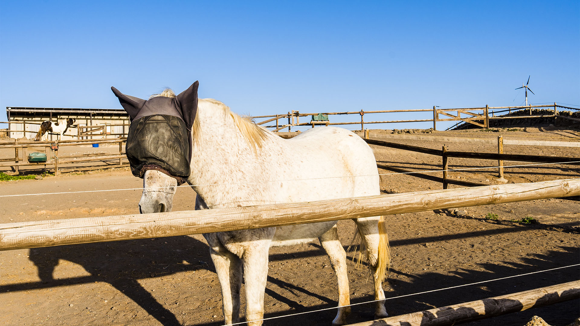 Reiten auf Fuerteventura.