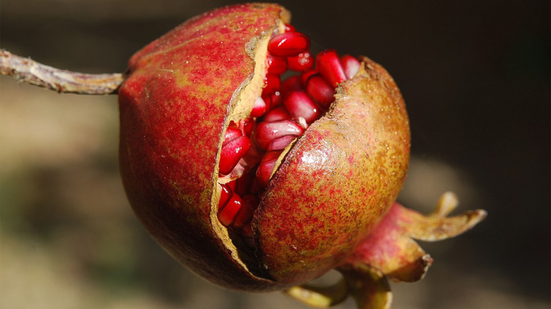 Der Granatapfel – einst fixer Bestandteil der Obstgärten auf Fuerteventura.