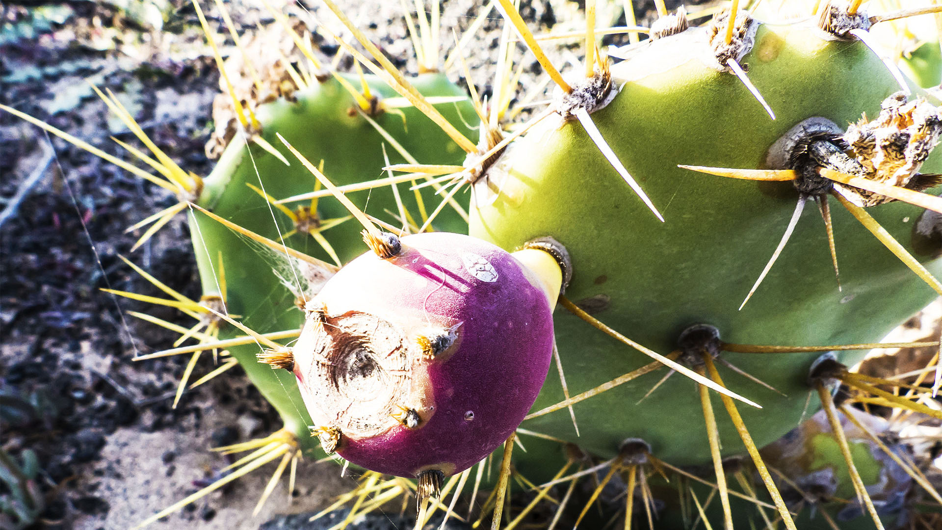 Die Opuntie auf Fuerteventura – die stachlige Frucht hält Cabras fern.