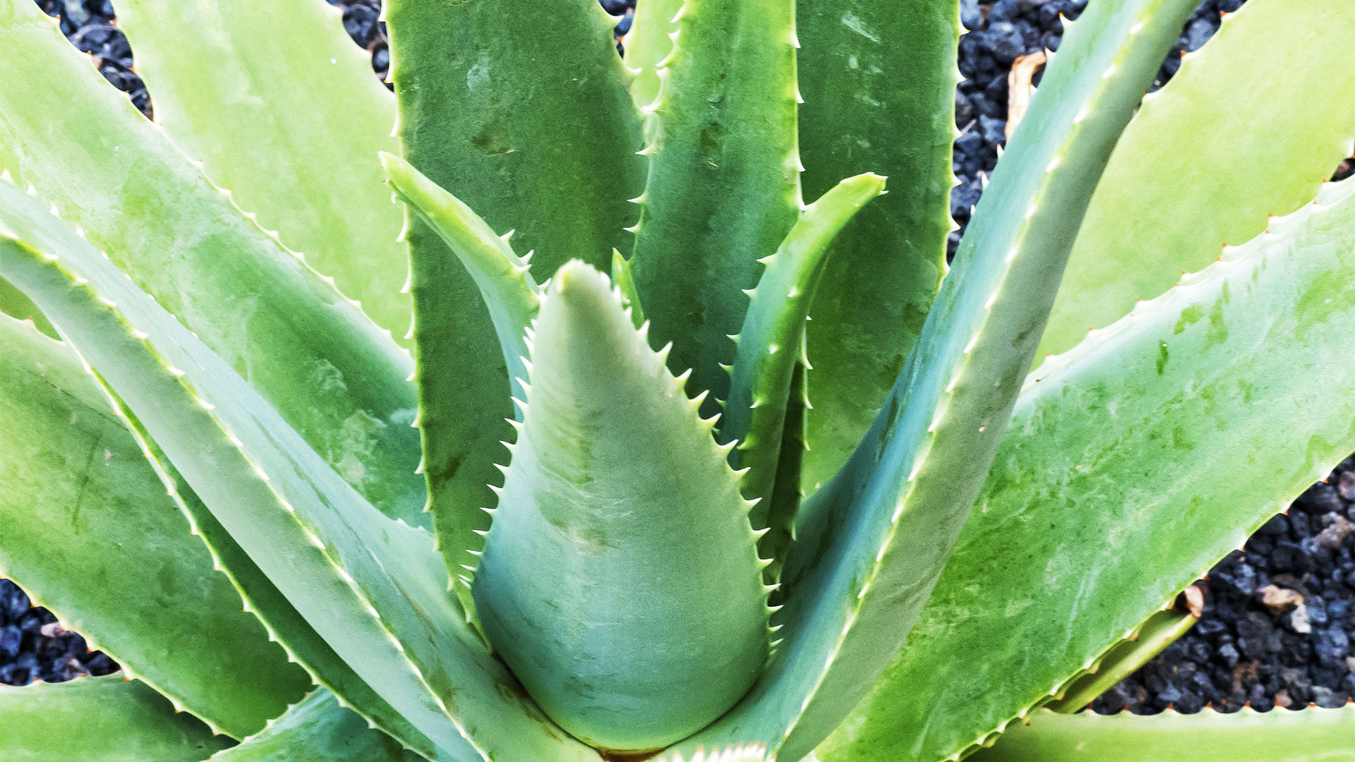 Die Aloe vera auf Fuerteventura.