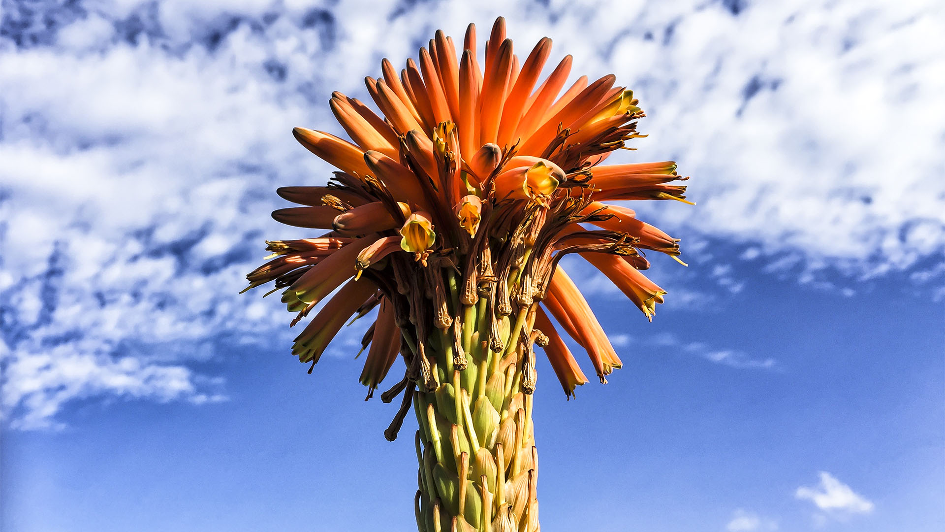 Aloe vera in der Blüte auf Fuerteventura.