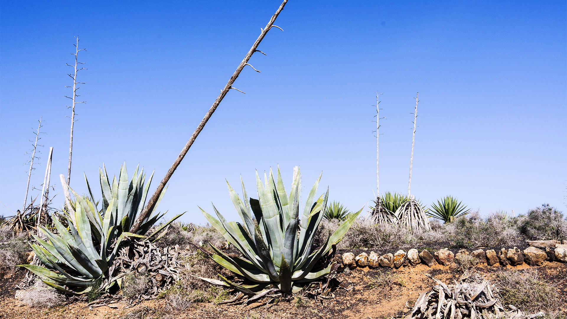 Verwilderte Agaven Felder auf Fuerteventura.