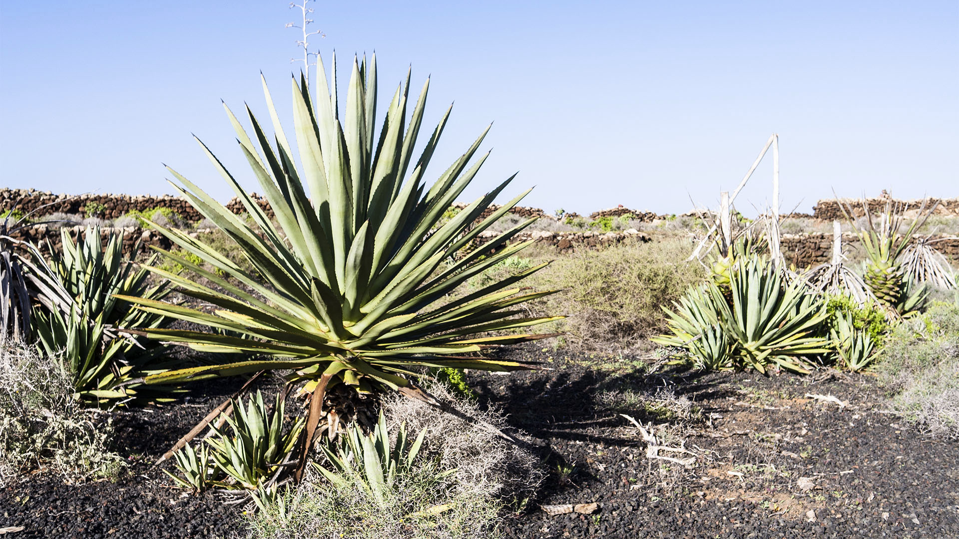 Verwilderte Agaven Felder auf Fuerteventura.