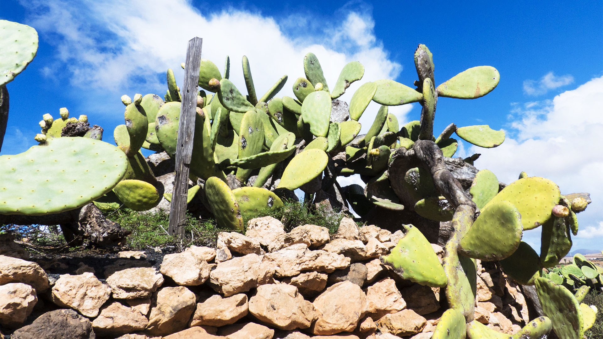 Die Opuntie auf Fuerteventura.