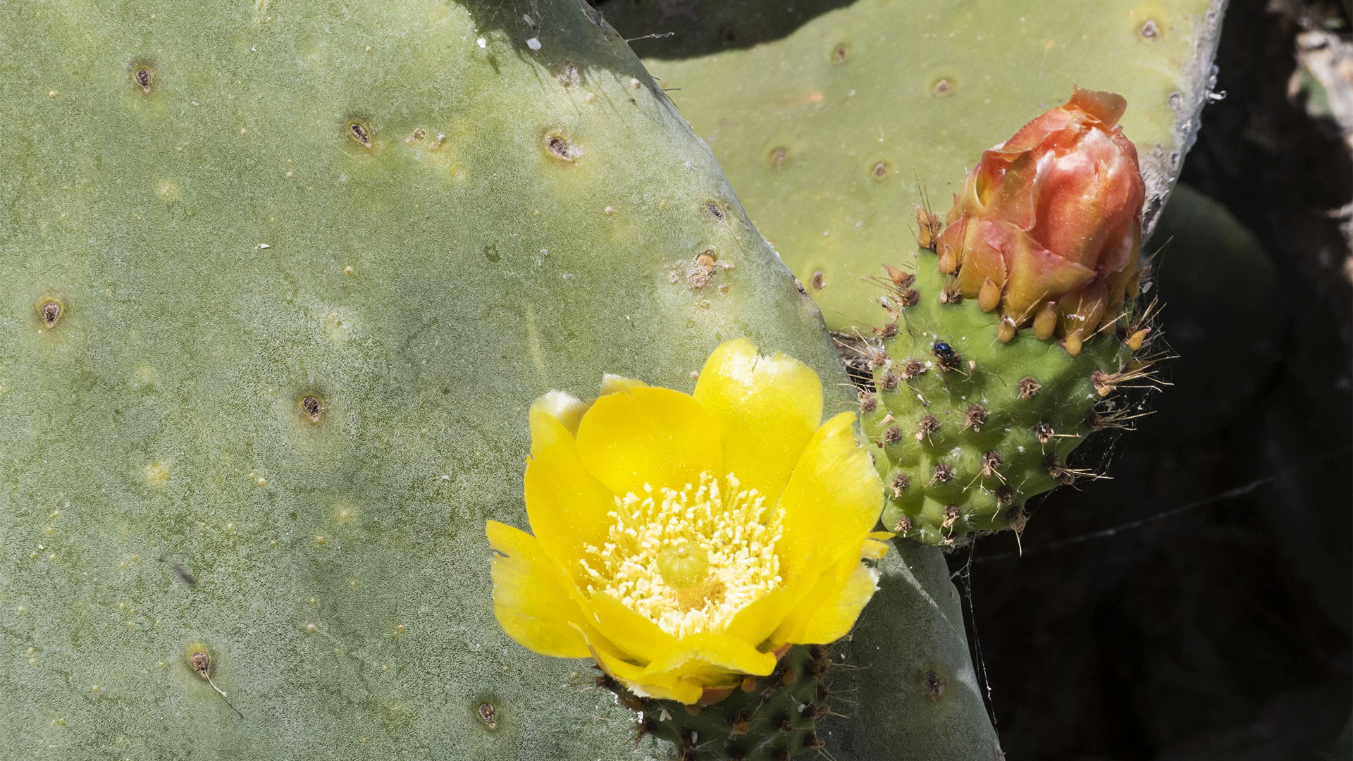 Opuntien Blüte auf Fuerteventura.