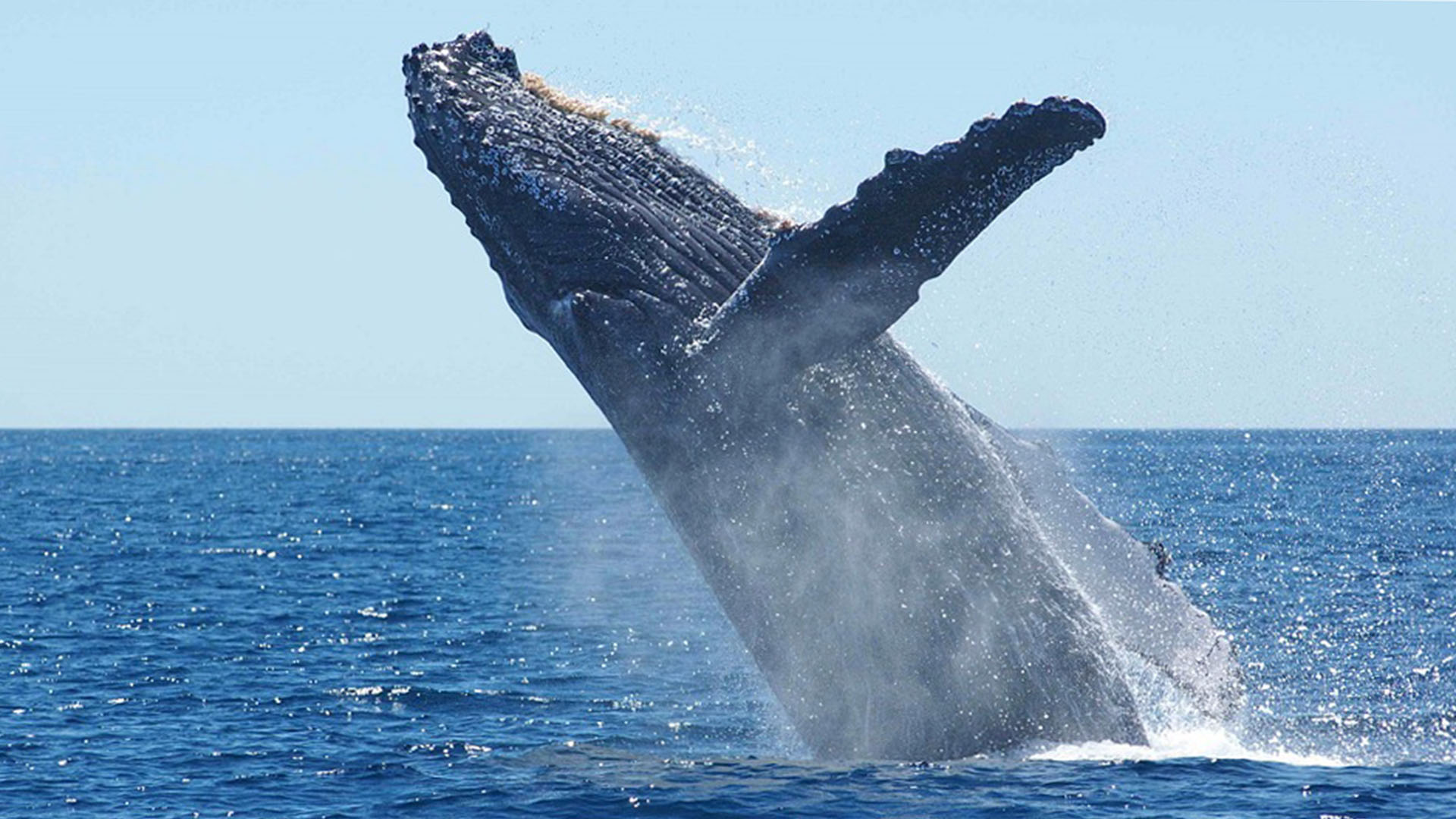 Whale Watching Meerenge "La Bocaina" Corralejo.