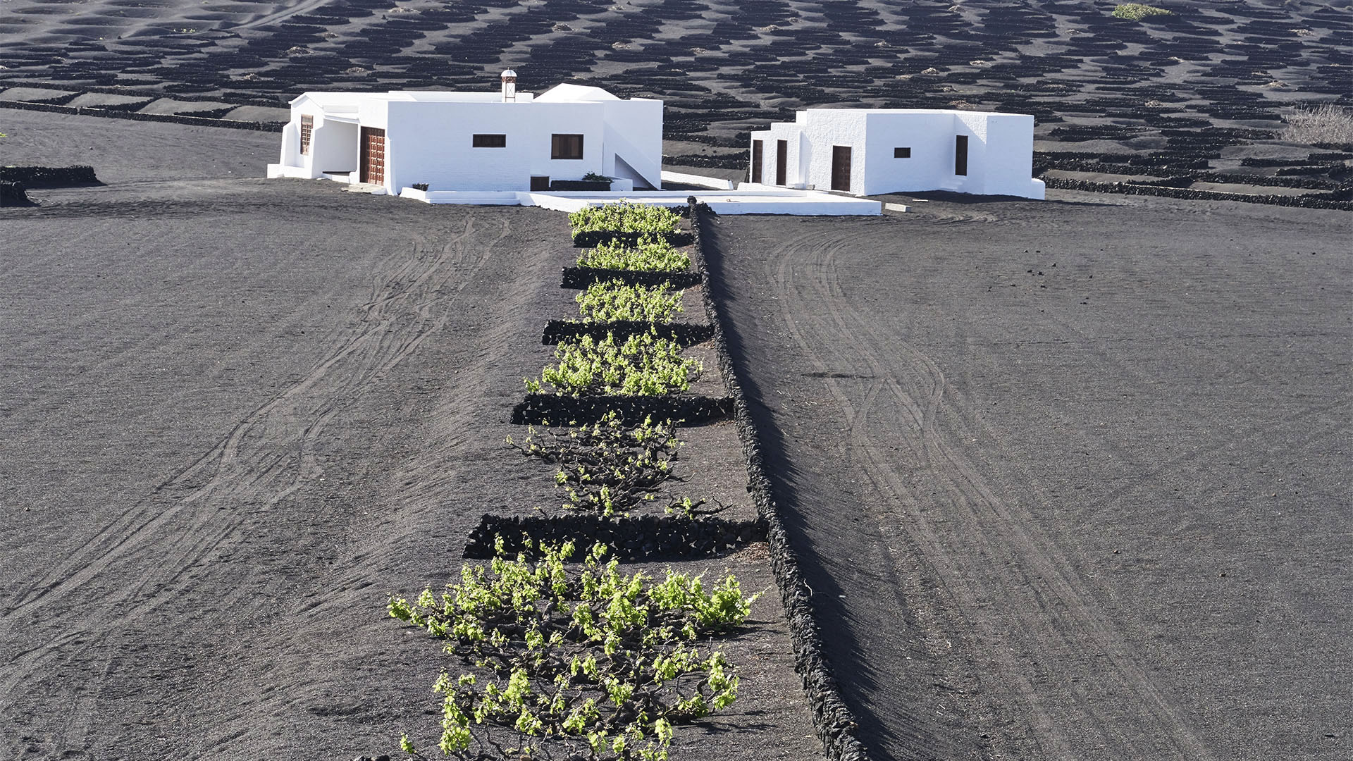 Weinbau auf Lanzarote – der Wein der "Feuerberge" auf Lavaasche.