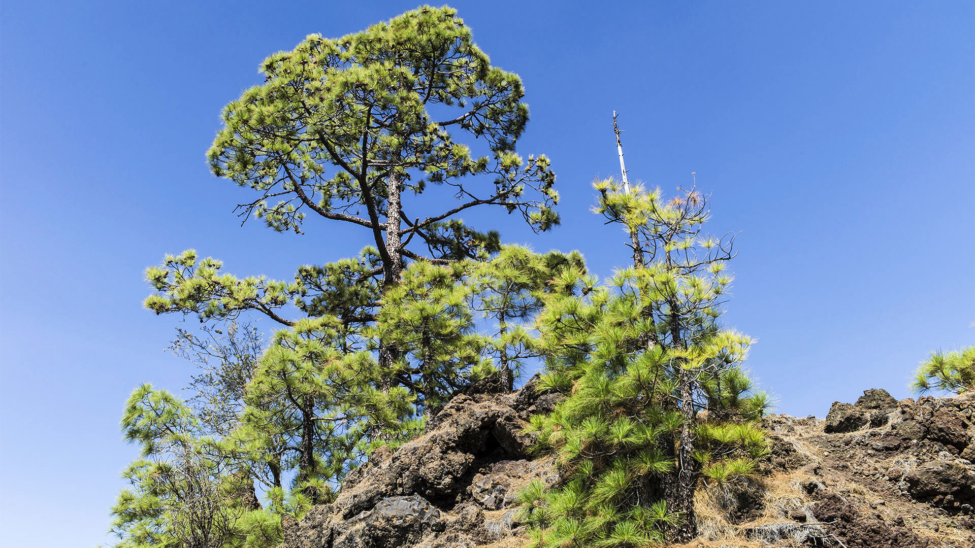 Der Kiefernwald "El Pinar" von La Gomera.