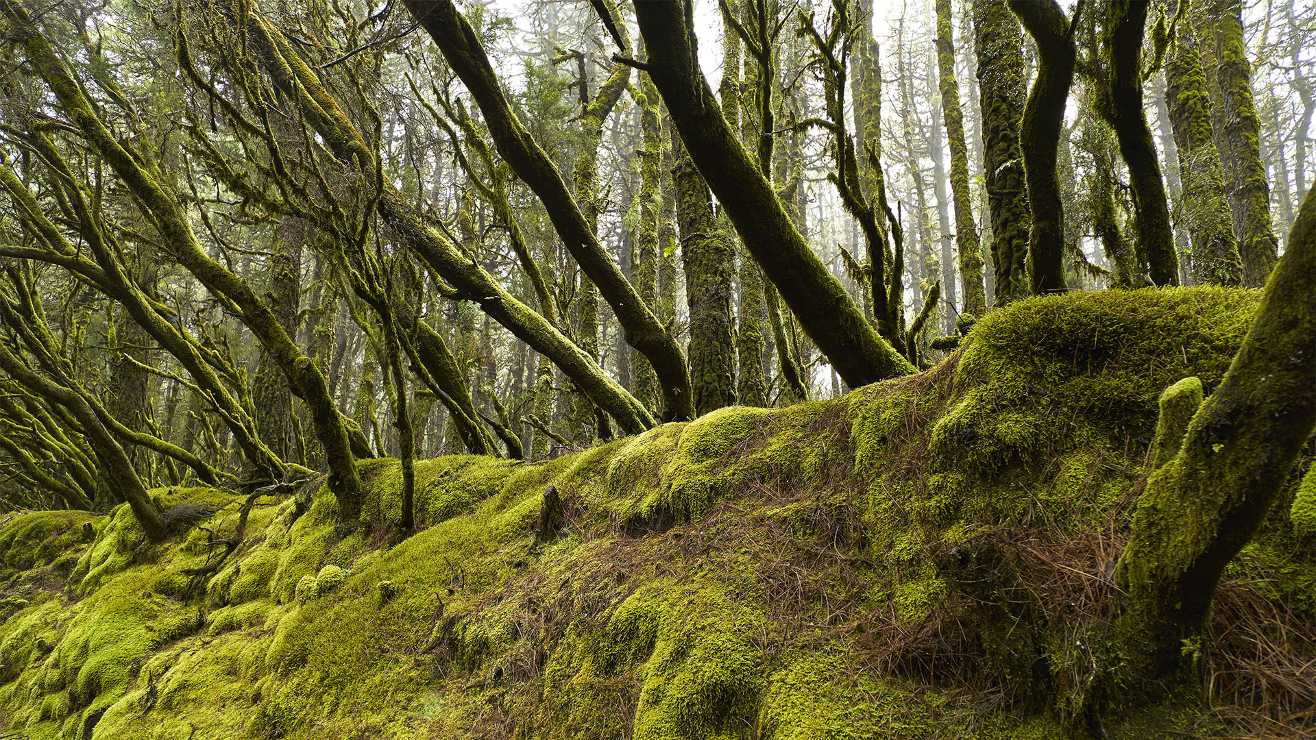 Der Lorbeerwald von La Gomera.