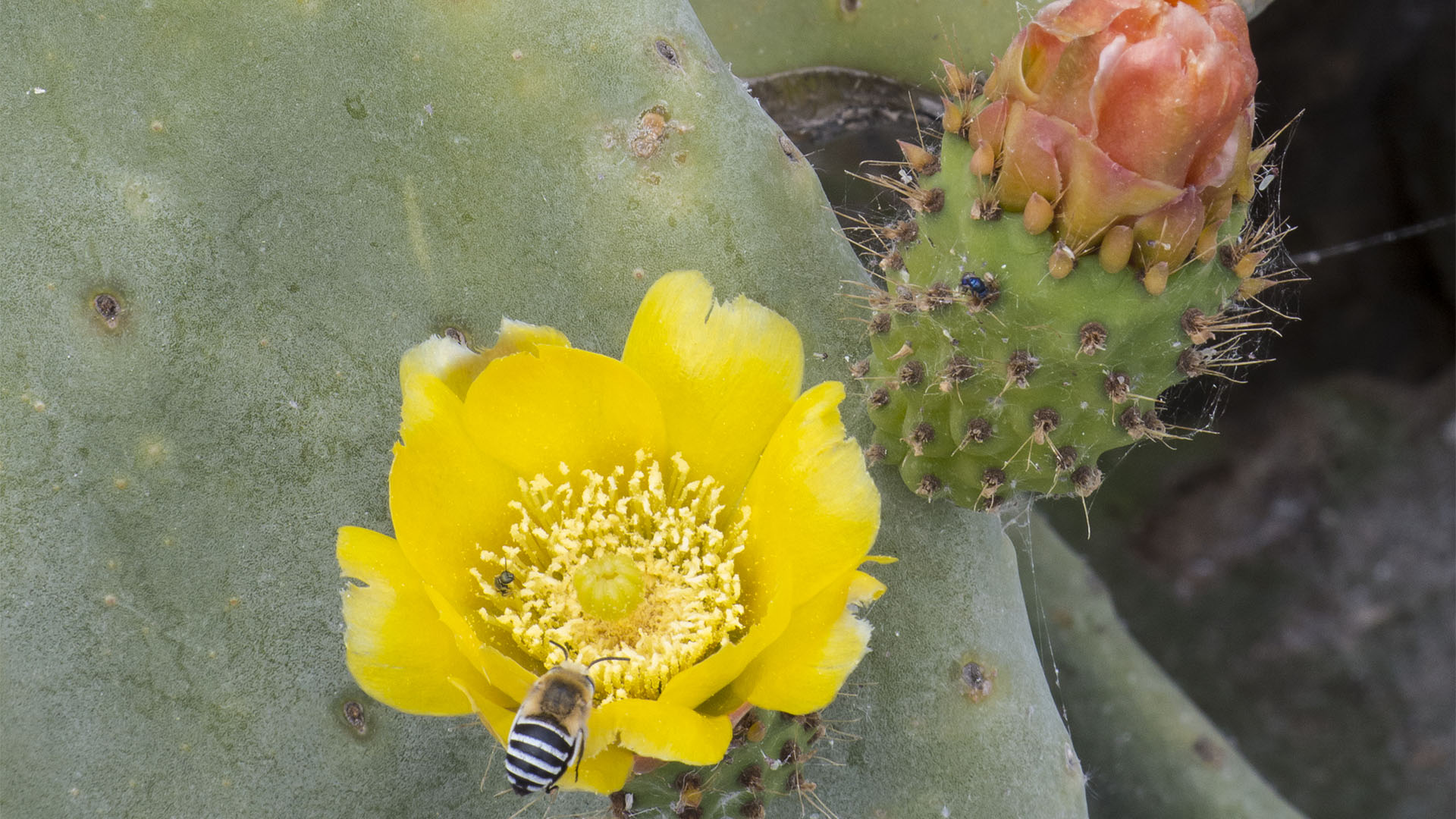 Frühling auf Fuerteventura – die Insel erblüht.